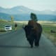 Bison in Lamar Valley in Yellowstone National Park