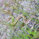 Snake near Mammoth Hot Springs near the North Entrance in Yellowstone National Park