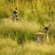 Pronghorns in Lamar Valley in Yellowstone National Park