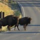 Bison in Hayden Valley in Yellowstone National Park