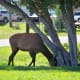 Elk near Mammoth Hot Springs in Yellowstone National Park