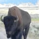 Bison in Lamar Valley in Yellowstone National Park