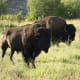 Bison in Lamar Valley in Yellowstone National Park