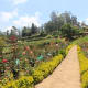 A view of Rose garden