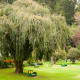 Government Botanical Garden, Ooty