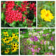 Flowers at the Norfolk Botanical Gardens in Norfolk, VA