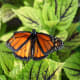 Butterfly at the Norfolk Botanical Gardens in Norfolk, VA