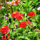 Flowers at the Norfolk Botanical Gardens in Norfolk, VA