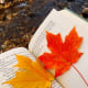 Leafy Bookmarks From Memory Grove Park