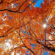 Orange Leaves in Liberty Park, Utah