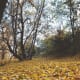 Fall in Memory Grove Park