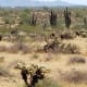 places-to-visit-in-arizona-slide-rock-grasshopper-point-apache-wash-trailhead