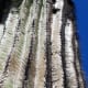 places-to-visit-in-arizona-slide-rock-grasshopper-point-apache-wash-trailhead