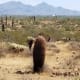 places-to-visit-in-arizona-slide-rock-grasshopper-point-apache-wash-trailhead