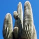 Giant Saguaro cactus.