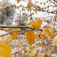Fall Leaves in Fairmont Park, Utah