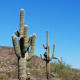 Love the unique shapes of these cacti.