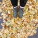 Fall Leaves in Sugar House, Utah