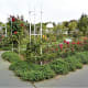 The rose garden.