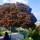 The beautiful Pōhutukawa are only in bloom for such a short period over Christmas, hence the moniker 'NZ Christmas Tree'. They are actually native to the North Island but are found in the South Island as well.