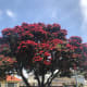 A Beautiful Pohutukawa Opposite Weta Cave