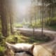 Take a two to six hour journey though the Triglav National Park with a horse!