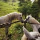 Lipizzaner Horses