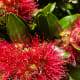 The very beautiful Pōhutukawa flower is a sign that Christmas is here. New Zealanders adore it!