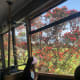 Travelling up to Kelburn in the Cable Car