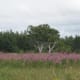 View from Greenwich Dunes hiking trail, PEI