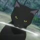 Cat Form
