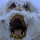 The wampa roars