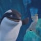 There's a whale named Tiny. He's not tiny.