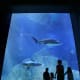 Adventure Aquarium in nearby Camden, NJ lets you swim with the sharks and play with the seals