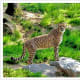 Don't miss the cute and cuddly "Zoo Babies" exhibit at the Philadelphia Zoo