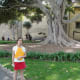 Giant California Mission Fig Tree
