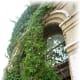 Remnants of an old building now supporting ivy