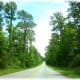 Scenery between Houston and Montgomery, Texas
