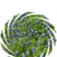 Bluebonnets