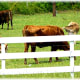 Cows in pasture between Houston and Montgomery, Tx
