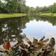 bellingrath-gardens-on-mobile-bay-pictures-of-unsurpassed-beauty
