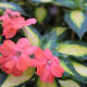 bellingrath-gardens-on-mobile-bay-pictures-of-unsurpassed-beauty