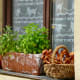 A cute window, decked with quirky, cat lace curtains, a herb planter, and a basket full of mushrooms.
