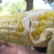 Corn on the Cob- my favorite!