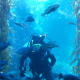 Monterey Aquarium.