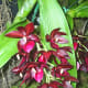 hidden-hawaii-the-spectacular-59th-annual-orchid-show-in-hilo-on-the-big-island