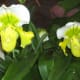 hidden-hawaii-the-spectacular-59th-annual-orchid-show-in-hilo-on-the-big-island