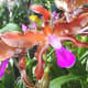 hidden-hawaii-the-spectacular-59th-annual-orchid-show-in-hilo-on-the-big-island
