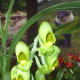 hidden-hawaii-the-spectacular-59th-annual-orchid-show-in-hilo-on-the-big-island