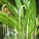 hidden-hawaii-the-spectacular-59th-annual-orchid-show-in-hilo-on-the-big-island